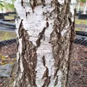 Obična breza (Betula pendula var. verrucosa) u tegli 2 L