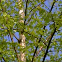 Obična breza (Betula pendula var. verrucosa) u tegli 2 L