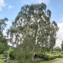 Obična breza (Betula pendula var. verrucosa) u tegli 2 L