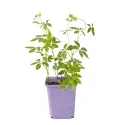 Jiaogulan – biljka besmrtnosti (Gynostemma pentaphyllum)