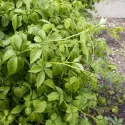 Jiaogulan – biljka besmrtnosti (Gynostemma pentaphyllum)