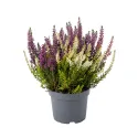 Obični vrijesak Color Crown (Calluna vulgaris), tegi P12