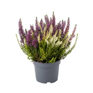 Obični vrijesak Color Crown (Calluna vulgaris), tegi P12