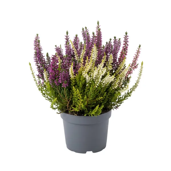 Obični vrijesak Color Crown (Calluna vulgaris), tegi P12
