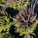 Obični vrijesak Color Crown (Calluna vulgaris), tegi P12
