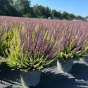Obični vrijesak Color Crown (Calluna vulgaris), tegi P12