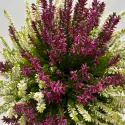 Obični vrijesak Color Crown (Calluna vulgaris), tegi P12