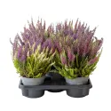 Obični vrijesak Color Crown (Calluna vulgaris), tegi P12