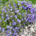 Garganska zvončika (Campanula garganica)