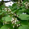Obična katalpa (Catalpa bignonioides) 150 cm u tegli 6L