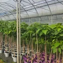 Obična katalpa (Catalpa bignonioides) 150 cm u tegli 6L