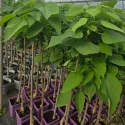 Obična katalpa (Catalpa bignonioides) 150 cm u tegli 6L