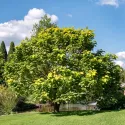 Obična katalpa (Catalpa bignonioides) 150 cm u tegli 6L