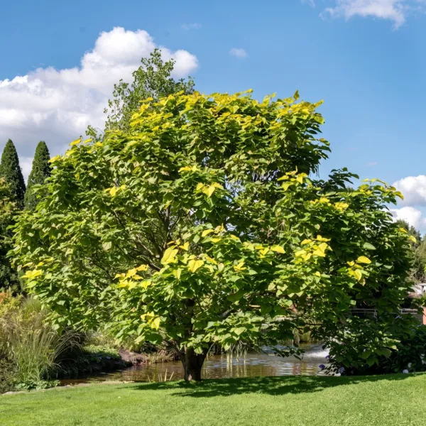 Obična katalpa (Catalpa bignonioides) 150 cm u tegli 6L