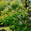 Obična katalpa (Catalpa bignonioides) 150 cm u tegli 6L