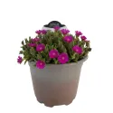 Floare de cristal (Delosperma) Icecream Fuchsia