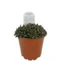 Ružičasta delosperma Jewel of Desert Rosequartz (Delosperma)