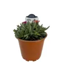 Ljubičasta delosperma Ocean Sunset Violet (Delosperma)
