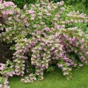 Ružičasta deucija Strawberry Fields (Deutzia hybrida)