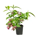 Ružičasta deucija Strawberry Fields (Deutzia hybrida)
