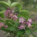 Ružičasta deucija Strawberry Fields (Deutzia hybrida)