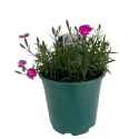 Ružičasti karanfil Kahori Pink (Dianthus)