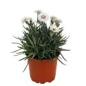Srebrno-bijeli karanfil Silver Star (Dianthus)
