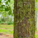 Bijeli brijest (Ulmus laevis) u tegli 2 L