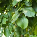 Bijeli brijest (Ulmus laevis) u tegli 2 L