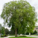 Bijeli brijest (Ulmus laevis) u tegli 2 L
