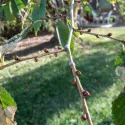 Bijeli brijest (Ulmus laevis) u tegli 2 L