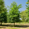 Bijeli brijest (Ulmus laevis) u tegli 2 L