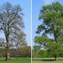 Bijeli brijest (Ulmus laevis) u tegli 2 L