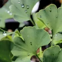 Ginko (Ginkgo biloba) u tegli 2 L