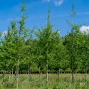 Ginko (Ginkgo biloba) u tegli 2 L