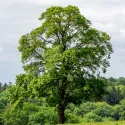 Ginko (Ginkgo biloba) u tegli 2 L
