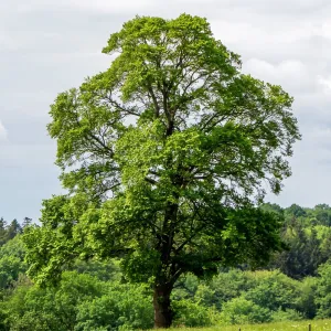 Ginko (Ginkgo biloba) u tegli 2 L