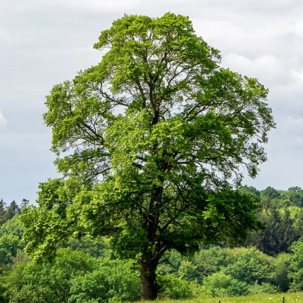 Ginko (Ginkgo biloba) u tegli 2 L