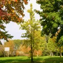 Ginko (Ginkgo biloba) u tegli 2 L