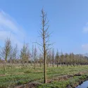 Ginko (Ginkgo biloba) u tegli 2 L