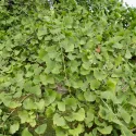 Ginko (Ginkgo biloba) u tegli 2 L