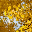 Ginko (Ginkgo biloba) u tegli 2 L