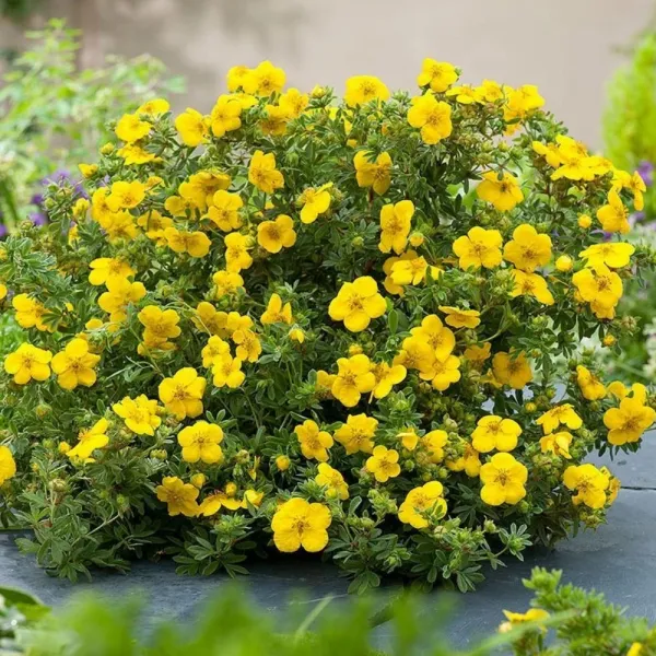Grmolika petoprsta Goldstar (Potentilla fruticosa)