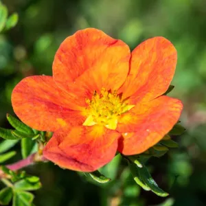 Grmolika petoprsta Red Ace (Potentilla fruticosa)