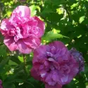 Sirijski hibiskus Sanchoyo (Hibiscus syriacus)