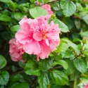 Sirijski hibiskus Sanchoyo (Hibiscus syriacus)