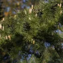 Himalajski cedar (Cedrus deodara) u tegli C1
