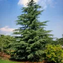 Himalajski cedar (Cedrus deodara) u tegli C1
