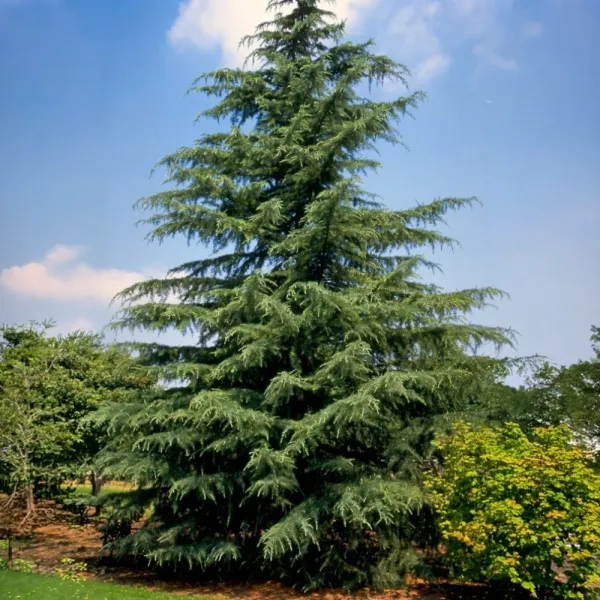 Himalajski cedar (Cedrus deodara) u tegli C1