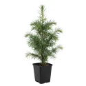 Himalajski cedar (Cedrus deodara) u tegli C1